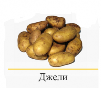 Картофель семенной Джели 2кг (Ср. спелый, рассыпчатый, 84-135гр, кожура желктая. мякоть темно-желт)
