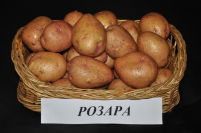 Картофель семенной РОЗАРА 2,5кг (Ср.спелый, 110-120гр,кожура розовая, мякоть желтая)