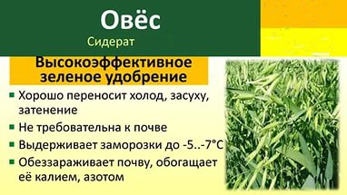 Овес посевной/Сем Алт/  500 гр.  серия 'Эко Сад' (1/15)