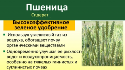 Пшеница озимая/Сем Алт/  1кг. серия 'Эко Сад' (1/30)