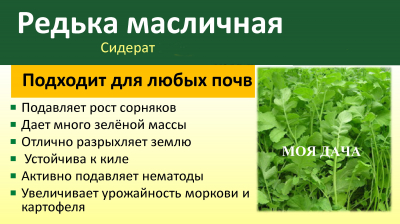 Редька масличная пп 0,5кг /СШ