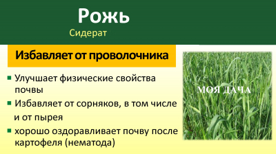 Рожь озимая пп 0,5кг /СШ