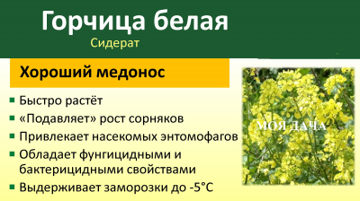 Горчица белая 1кг Сидерат (мешок 50кг)/20